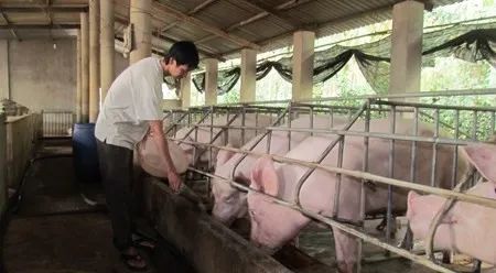 養(yǎng)殖場(chǎng)臭味難治理？潔匠凈化幫您輕松解決！.jpg