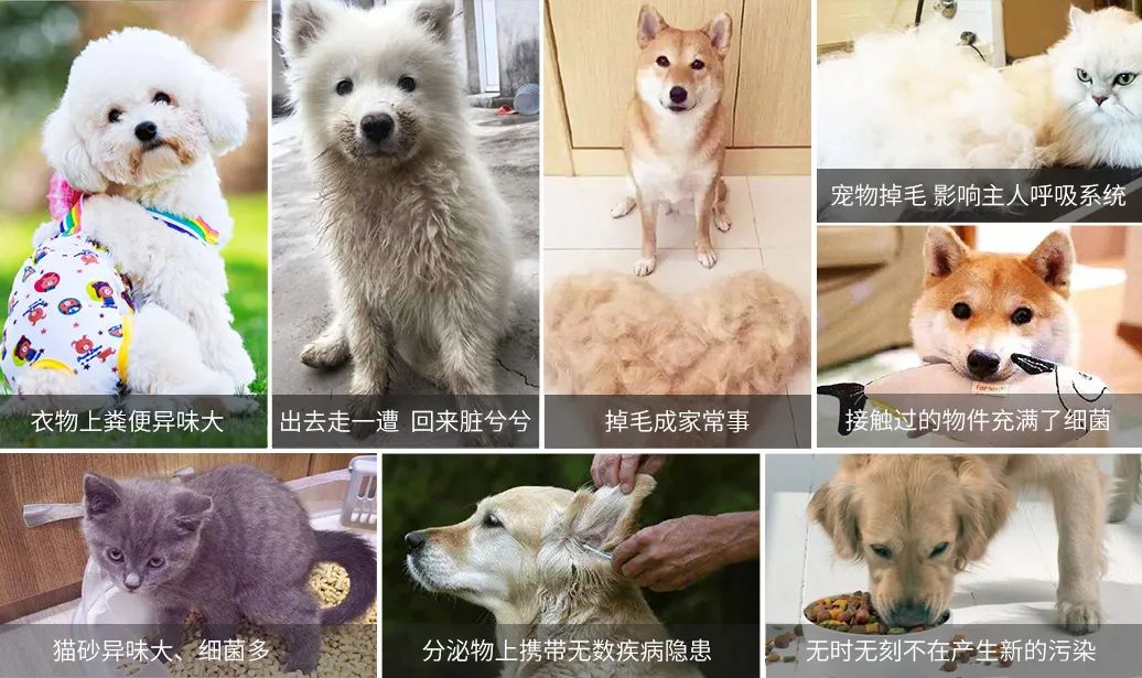 寵物氣味彌漫整個(gè)屋子，潔匠凈化教您如何除味.jpg
